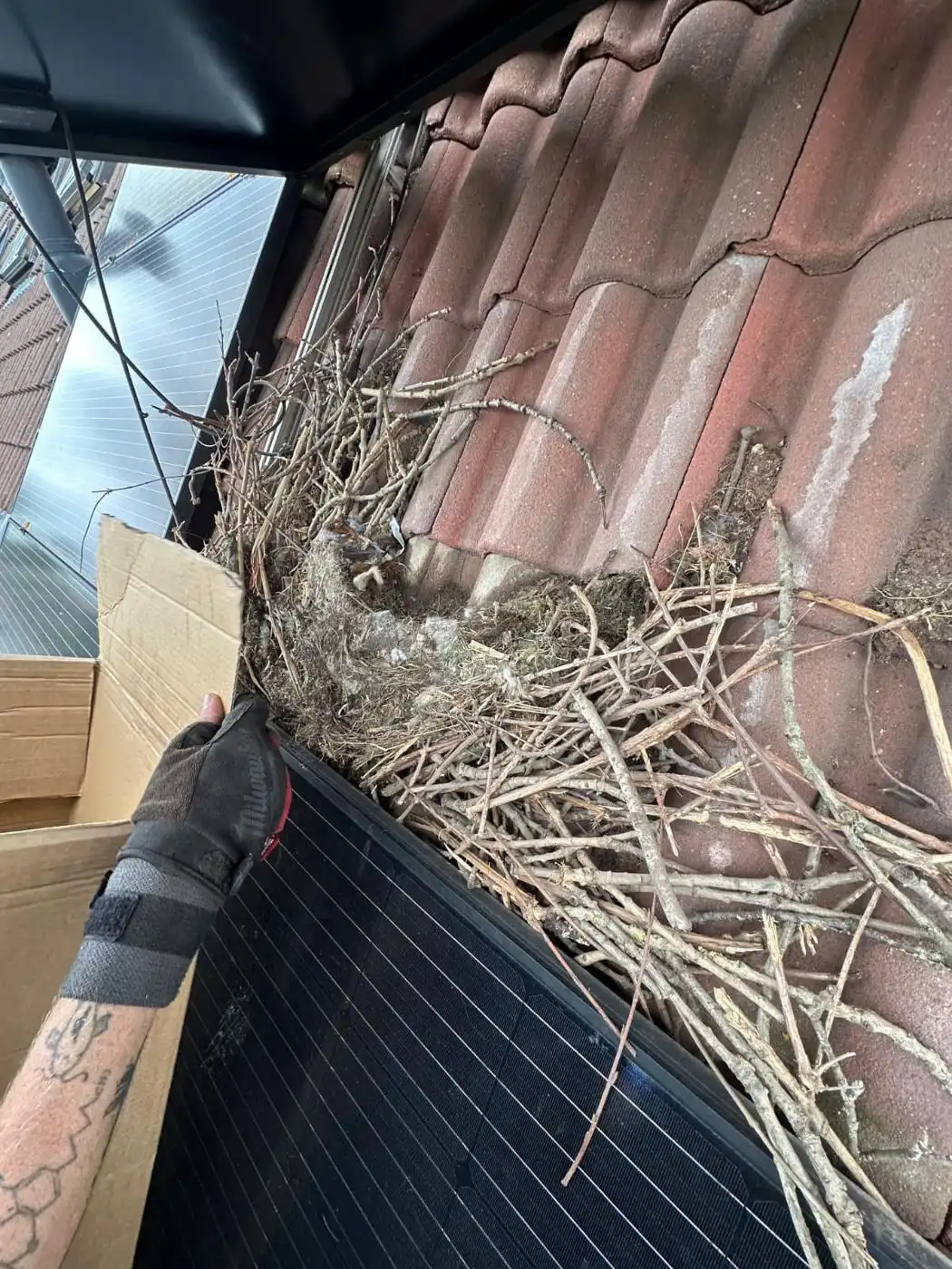 Nest wordt onder een paneel vandaan in een doos geschept